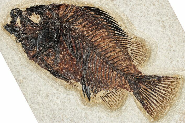 Detailed Fossil Fish (Cockerellites) - Wyoming #349282